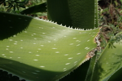 Aloe neilcrouchii