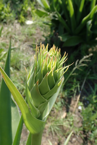 Image of Aloe neilcrouchii by no rights reserved