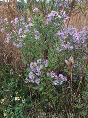 Symphyotrichum elliottii