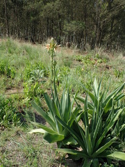 Aloe neilcrouchii