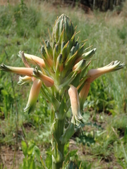 Aloe neilcrouchii