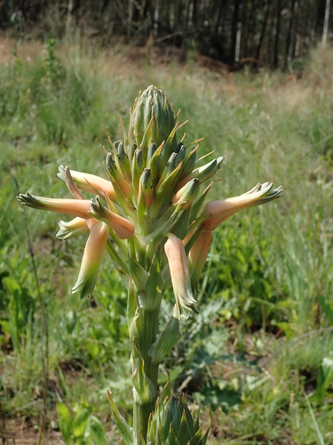 Image of Aloe neilcrouchii by no rights reserved
