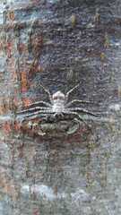 Philodromus margaritatus