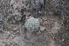 Coryphantha clavata clavata