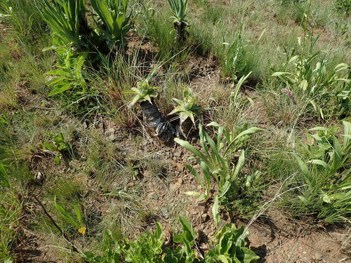 Image of Aloe neilcrouchii by no rights reserved