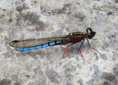 Platycypha caligata
