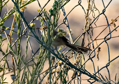 Prinia lepida