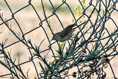Prinia lepida