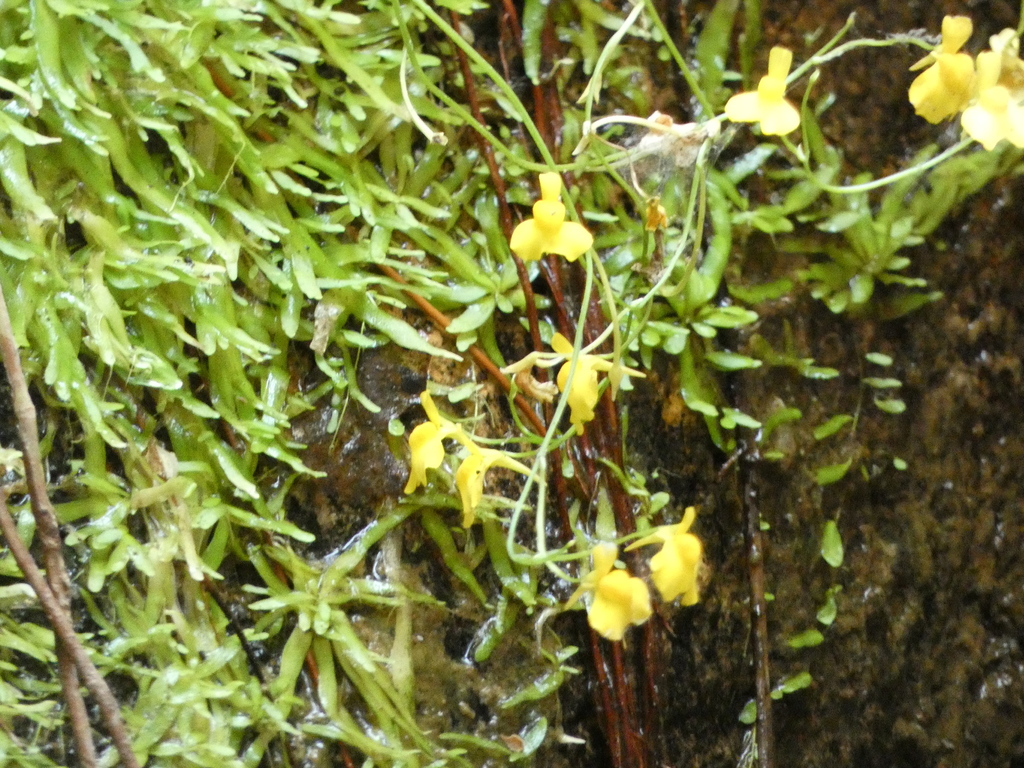 Utricularia bosminifera Ostenf. 2