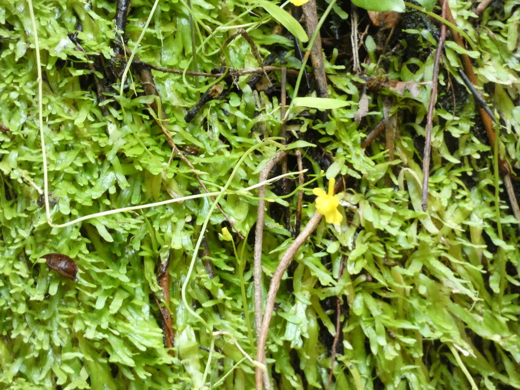 Utricularia bosminifera Ostenf. 4