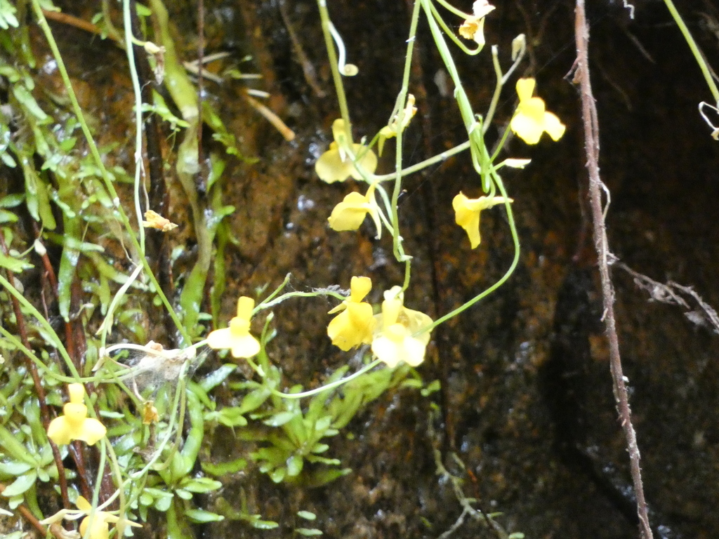Utricularia bosminifera Ostenf.