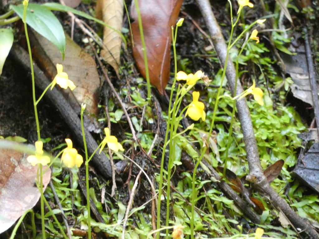 Utricularia bosminifera Ostenf. 3