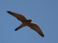 Falco tinnunculus
