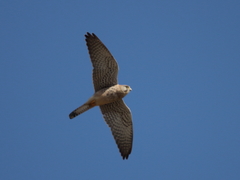 Falco tinnunculus