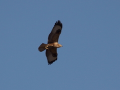 Buteo rufinus