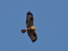 Buteo rufinus
