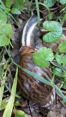 Cochlitoma granulata
