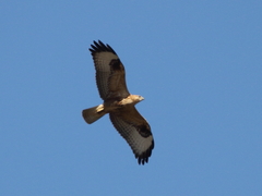 Buteo rufinus