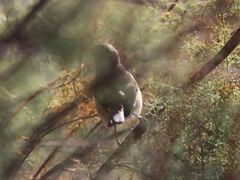 Phylloscopus sindianus