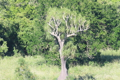 Beaucarnea recurvata