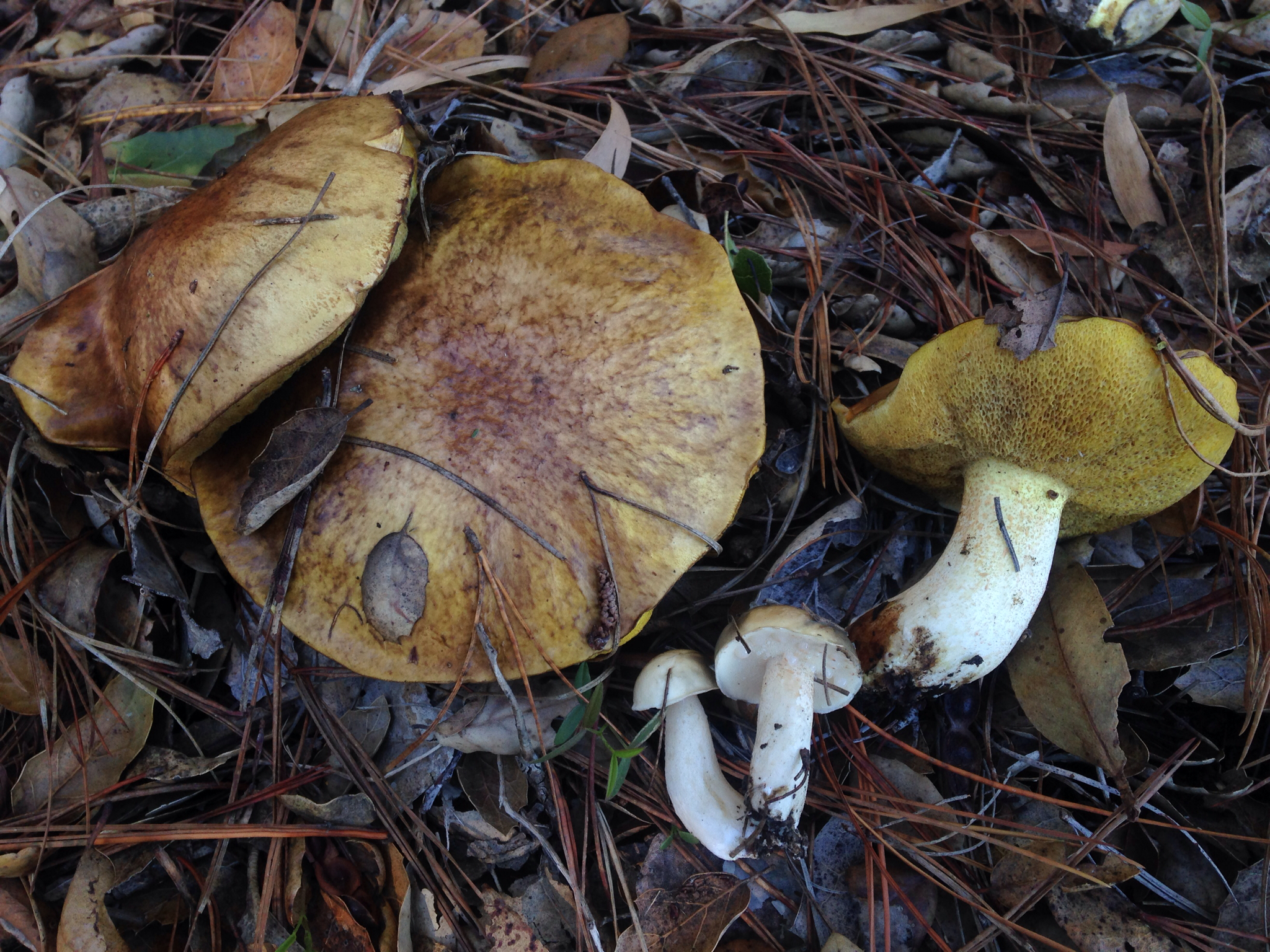 Suillus pungens image