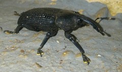 Homalinotus