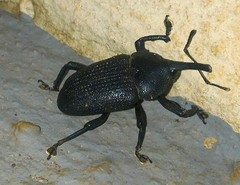 Homalinotus