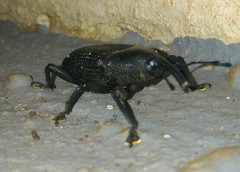 Homalinotus