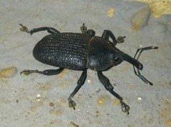 Homalinotus