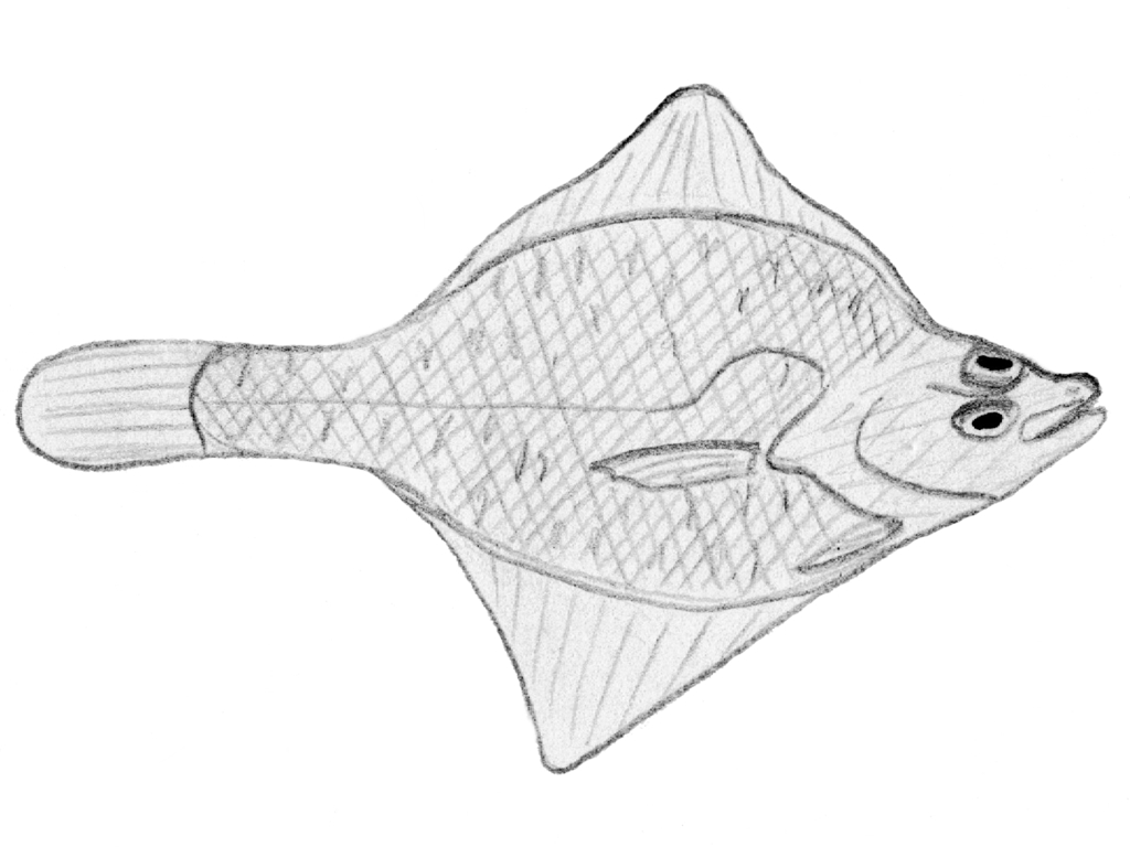 Myzopsetta