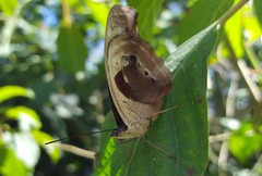 Catonephele numilia penthia