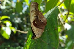 Catonephele numilia penthia