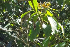 Catonephele numilia penthia