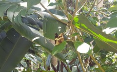 Catonephele numilia penthia