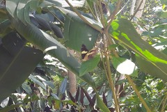 Catonephele numilia penthia