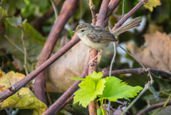 Prinia lepida