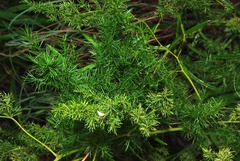 Asparagus setaceus