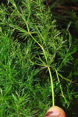 Asparagus setaceus