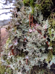 Platismatia glauca image