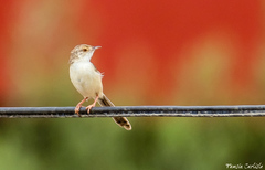 Prinia lepida