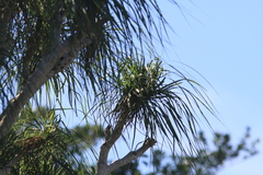 Beaucarnea recurvata