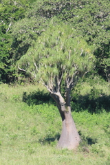 Beaucarnea recurvata