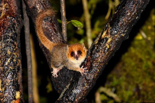 Rufous Mouse Lemur