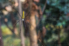 Nephila pilipes