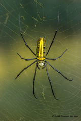 Nephila pilipes