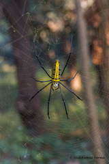 Nephila pilipes