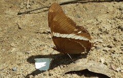 Siproeta epaphus trayja