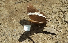 Siproeta epaphus trayja