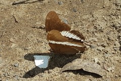 Siproeta epaphus trayja