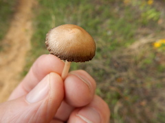 Psathyrella fusca